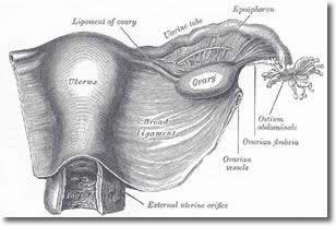 Uterus