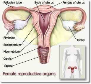 femal reproductive organs