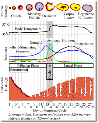 ovulation cycle